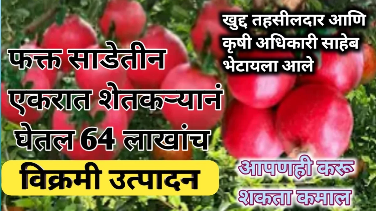 डाळिंब शेतीतून घेतले 62 लाखाचे उत्पन्न यशस्वी शेतकरी 2024 2924
