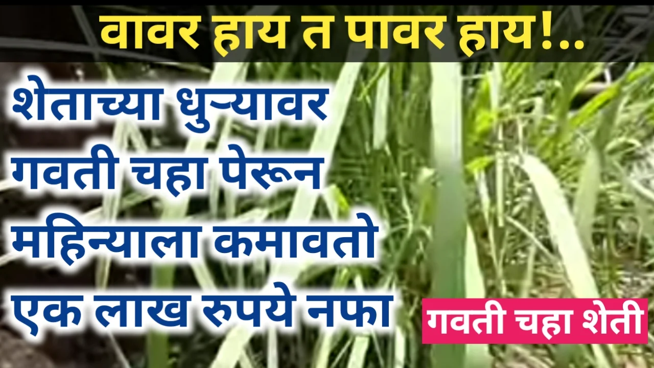 गवती चहाची लागवड बाबत मार्गदर्शन; यासाठी अनुदान देणाऱ्या 5 योजना