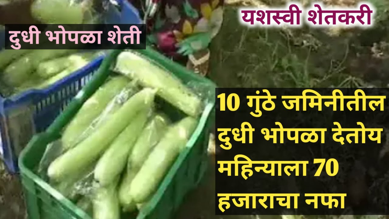 Bottle Gourd Farming Succesful Farmer 2024