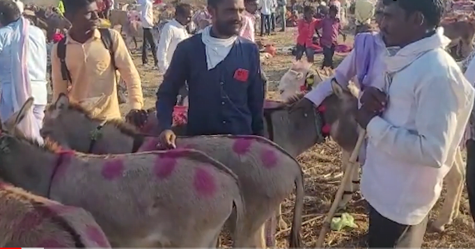 गाढवाचा बाजार, गाढवाचे दूध बद्दल माहिती 