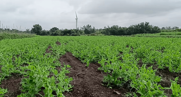 वाटाण्याची शेती : वाटाणा लागवड साठी सुधारित जाती 