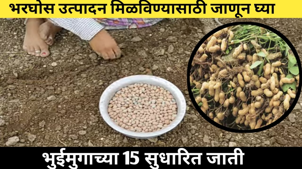 भुईमूग सुधारित वाण, एकूण 15 भुईमूग जातींची सविस्तर माहिती