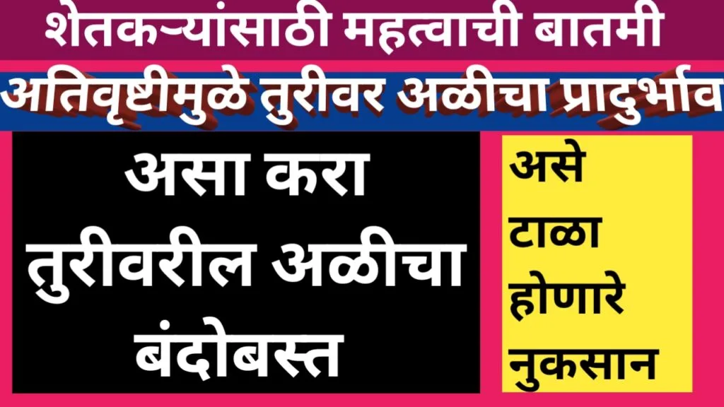 तुरीवर अळीचा प्रादुर्भाव? असा करा अळीचा बंदोबस्त