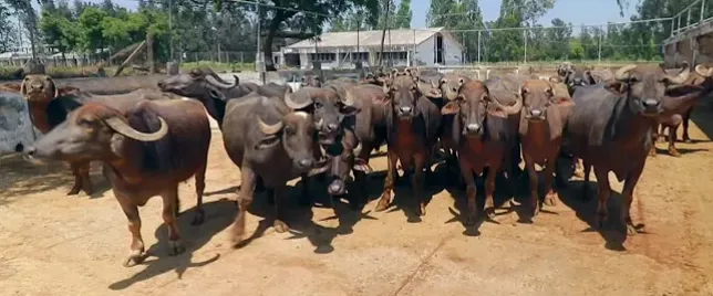 सुरती म्हैस संपूर्ण माहिती 
