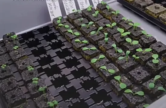 plants grown in greenhouse in Antarctica continent 