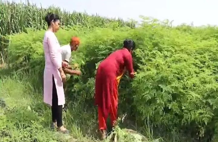 शेवग्याच्या शेंगांपासून वर्षाला तब्बल पाऊणेदोन कोटी कमावणारी मुलगी, शास्त्रज्ञांची नोकरी सोडून शेतीतून उभं केलं मोठं साम्राज्य शेवग्याच्या शेंगांपासून वर्षाला तब्बल पाऊणेदोन कोटी कमावणारी मुलगी, शास्त्रज्ञांची नोकरी सोडून शेतीतून उभं केलं मोठं साम्राज्य