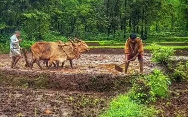 सेंद्रिय शेतीचे फायदे जाणून घ्या, सेंद्रिय शेतीकडे पाहण्याचा दृष्टिकोन बदलून जाईल सेंद्रिय शेतीचे फायदे जाणून घ्या, सेंद्रिय शेतीकडे पाहण्याचा दृष्टिकोन बदलून जाईल