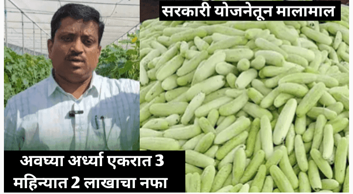 अर्ध्या एकरात 3 महिन्यात 2 लाखांचा नफा, काकडी लागवड