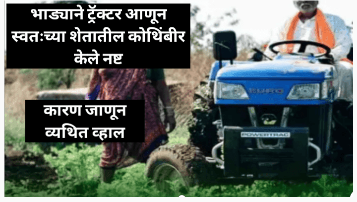 बळीराजा संतापला, उध्दवस्त केली शेतातील कोथिंबीर, हे आहे कारण