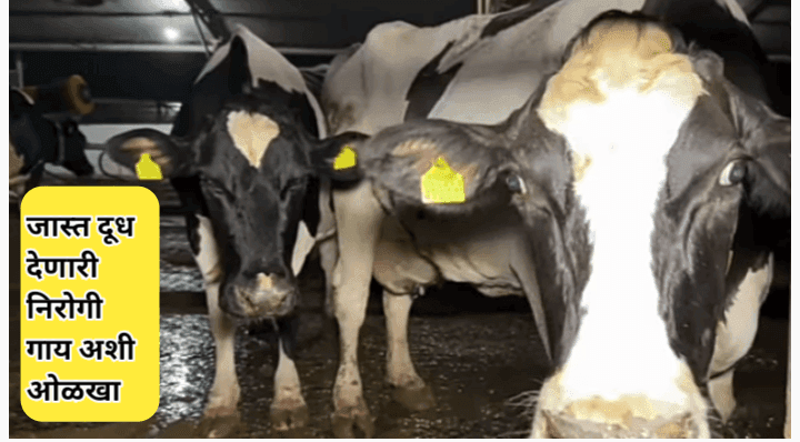 पशुधन योजनेसाठी लाखो अर्ज प्राप्त; उरले थोडेच दिवस