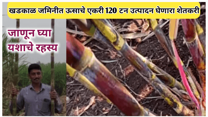 खडकाळ जमिनीत एकरी 120 टन उसाचे उत्पादन घेणारा शेतकरी