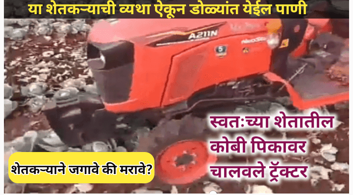 कष्टाने पिकविलेल्या कोबी पिकावर ट्रॅक्टर घालून पिक केले नष्ट