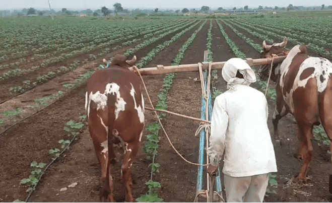 दहापट उत्पन्न मिळवून देणारी काळा टोमॅटो लागवड दहापट उत्पन्न मिळवून देणारी काळा टोमॅटो लागवड