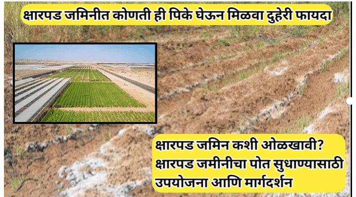 जमिनीचा क्षार कमी करण्यासाठी क्षारपड जमिनीत कोणती पिके घ्यावी? हे आहे उपयुक्त उत्तर