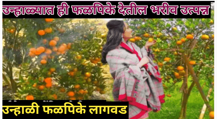 उन्हाळ्यात फळपिके लागवड करून कमवा बक्कळ नफा, जाणून घ्या कोणती आहेत ही फळे