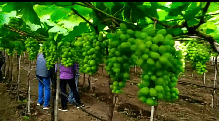 उन्हाळ्यात फळपिके लागवड करून कमवा बक्कळ नफा, द्राक्ष लागवड उन्हाळ्यात फळपिके लागवड करून कमवा बक्कळ नफा, द्राक्ष लागवड