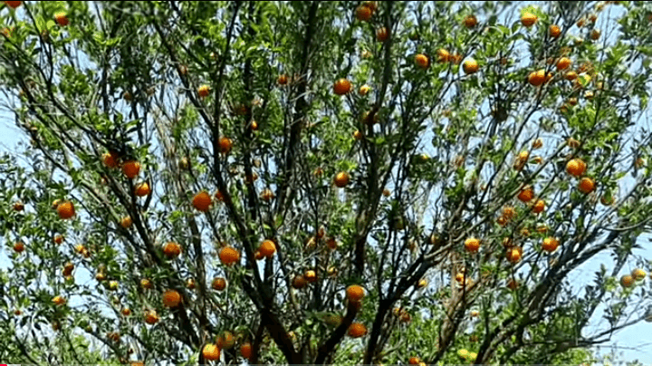 उन्हाळ्यात फळपिके लागवड करून कमवा बक्कळ नफा, संत्रा लागवड उन्हाळ्यात फळपिके लागवड करून कमवा बक्कळ नफा, संत्रा लागवड
