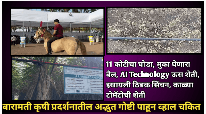बारामती कृषी प्रदर्शनातील अद्भुत गोष्टी