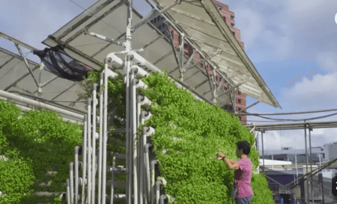 सिंगापूर देशातील शेती, urban Farming सिंगापूर देशातील शेती, urban Farming