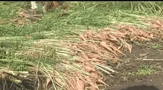 गाजर गाव, उत्पादन खर्च शून्य, मात्र उत्पादन एकरी अडीच लाख , गाजराची लागवड गाजर गाव, उत्पादन खर्च शून्य, मात्र उत्पादन एकरी अडीच लाख , गाजराची लागवड