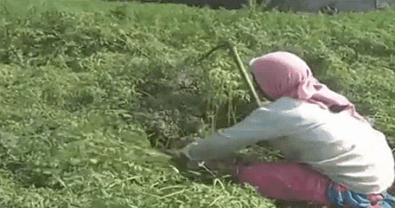 गाजर गाव, उत्पादन खर्च शून्य, मात्र उत्पादन एकरी अडीच लाख , गाजराची लागवड गाजर गाव, उत्पादन खर्च शून्य, मात्र उत्पादन एकरी अडीच लाख , गाजराची लागवड