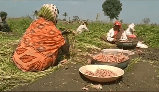 गाजर गाव, उत्पादन खर्च शून्य, मात्र उत्पादन एकरी अडीच लाख , गाजराची लागवड गाजर गाव, उत्पादन खर्च शून्य, मात्र उत्पादन एकरी अडीच लाख , गाजराची लागवड