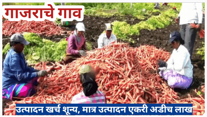 गाजर गाव, उत्पादन खर्च शून्य, मात्र उत्पादन एकरी अडीच लाख , गाजराची लागवड