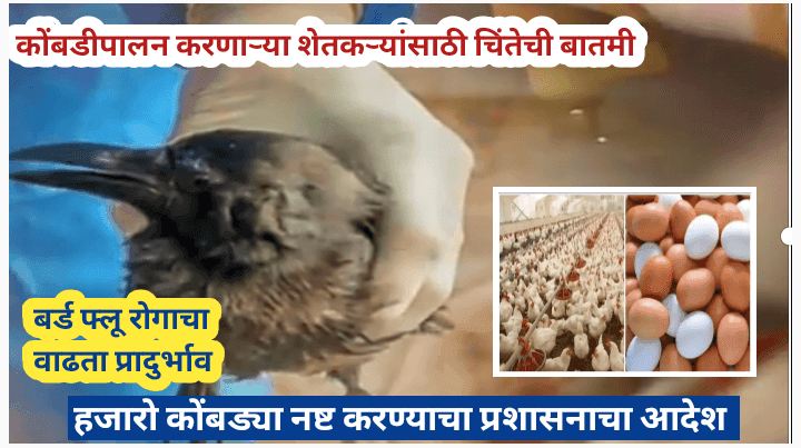 कुक्कुटपालन व्यावसायिकांसाठी चिंतेची बातमी, हजारो कोंबड्या नष्ट करण्याचा सरकारचा आदेश, बर्ड फ्ल्यू रोगाचा प्रादुर्भाव