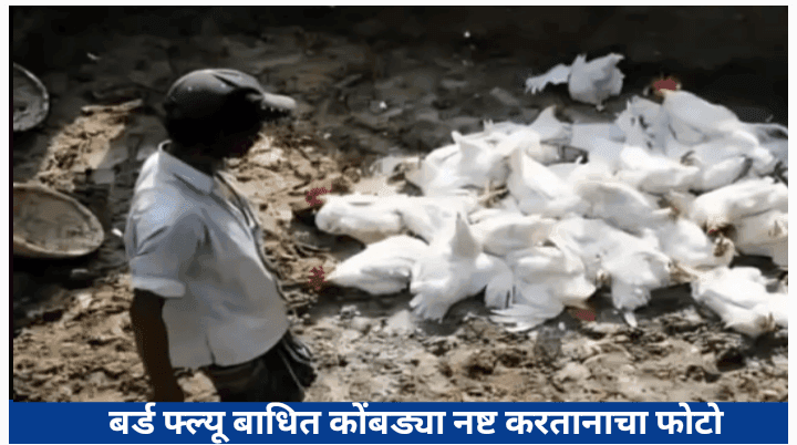 बर्ड फ्ल्यू बाधित कोंबड्या नष्ट करताना घेतलेला फोटो बर्ड फ्ल्यू बाधित कोंबड्या नष्ट करताना घेतलेला फोटो