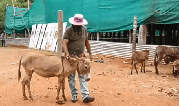 गाढव पाळा आणि सरकारकडून मिळवा चक्क 50 लाख रुपयांपर्यंत अनुदान, गाढव पालन अनुदान योजना संपूर्ण माहिती ऑनलाईन अर्ज गाढव पाळा आणि सरकारकडून मिळवा चक्क 50 लाख रुपयांपर्यंत अनुदान, गाढव पालन अनुदान योजना संपूर्ण माहिती