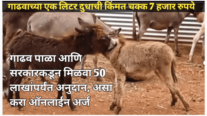 गाढव पाळा आणि सरकारकडून मिळवा चक्क 50 लाख रुपयांपर्यंत अनुदान, गाढव पालन अनुदान योजना संपुर्ण माहिती