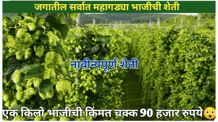 जगातील सर्वात महागड्या भाजीची शेती भारतात करता येणे शक्य आहे का? सविस्तर मार्गदर्शन आणि लागवड माहिती