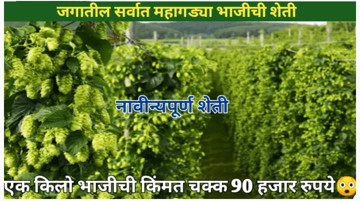 जगातील सर्वात महागड्या भाजीची शेती भारतात करता येणे शक्य आहे का? सविस्तर मार्गदर्शन आणि लागवड माहिती