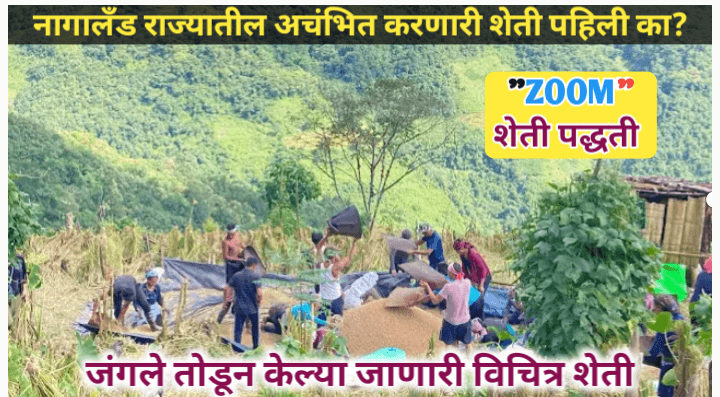 नागालँडची झूम शेती पद्धती काय आहे? रोचक माहिती जाणून घ्या
