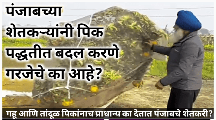 पंजाबच्या शेतकऱ्यांनी पिक पद्धतीत बदल करणे गरजेचे का आहे? वाचा सविस्तर अवलोकन