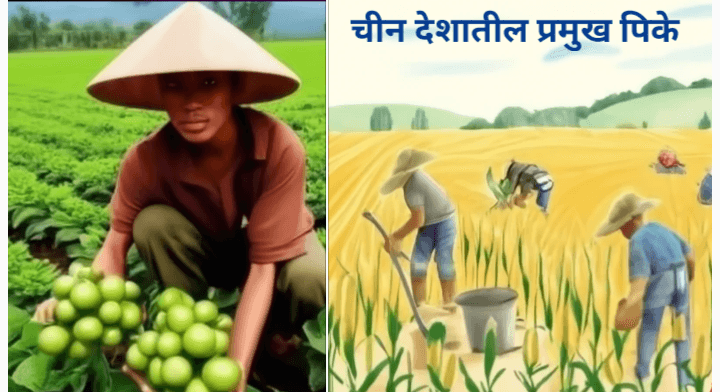 चीन देशातील प्रमुख पिके कोणती आणि चीनच्या शेती पद्धतीतून आपण काय शिकावे?