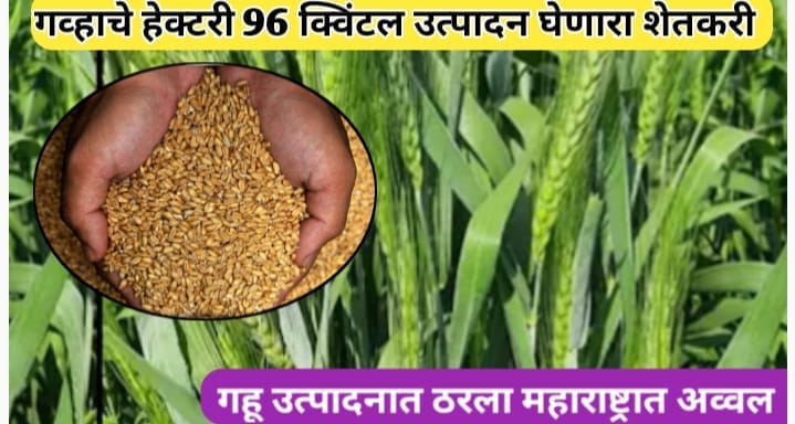 गव्हाचे हेक्टरी ९६ क्विंटल विक्रमी उत्पादन घेऊन या शेतकऱ्याने केली कमाल