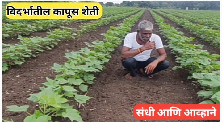 बीटी बियाणे बीजी ३ अनधिकृत का आहे? वापराचे धोके आणि जोखीम