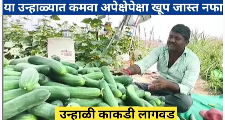 उन्हाळी काकडी लागवड देईल प्रचंड नफा, ही आहे लागवडीची पद्धत