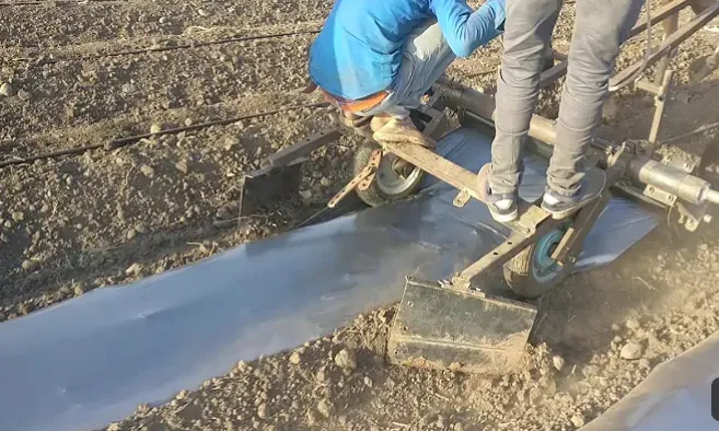 मलचिंग म्हणजे काय? शेतीत मलचिंग पेपरचा वापर, फायदे आणि अडचणी