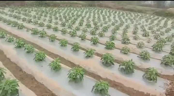 मलचिंग म्हणजे काय? शेतीत मलचिंग पेपरचा वापर, फायदे आणि अडचणी