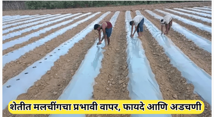 मलचिंग म्हणजे काय? शेतीत मलचिंग पेपरचा वापर, फायदे आणि अडचणी