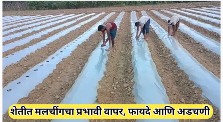 मलचिंग म्हणजे काय? शेतीत मलचिंग पेपरचा वापर, फायदे आणि अडचणी