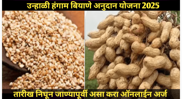 उन्हाळी हंगाम बियाणे अनुदान योजना २०२५: भुईमुग व तीळ पिकांसाठी १००% अनुदान