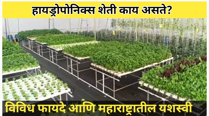 हायड्रोपोनिक्स शेती आणि व्हर्टीकल शेतीमधील फरक: एक तुलनात्मक विश्लेषण