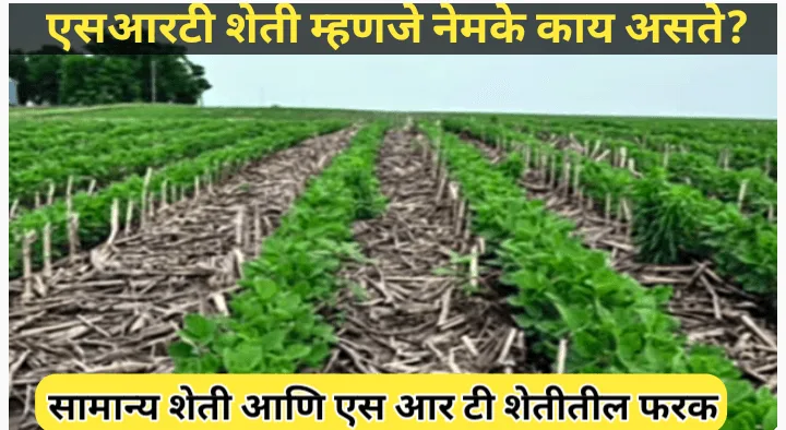 एसआरटी शेती पद्धतीची सविस्तर माहिती तसेच सामान्य शेती आणि एस आर टी शेतीमधील फरक