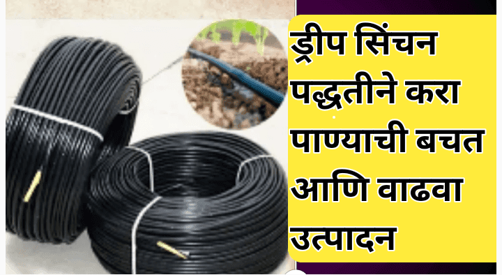 चिया सीड लागवडीची अमेरिकन पद्धत: उच्च उत्पन्नासाठी आधुनिक शेती तंत्रज्ञान