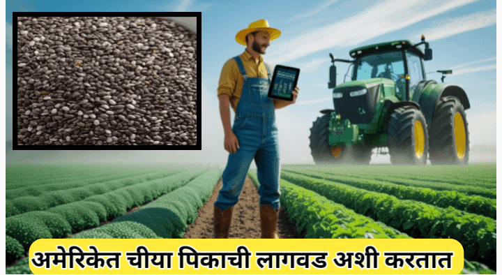 चिया सीड लागवडीची अमेरिकन पद्धत: उच्च उत्पन्नासाठी आधुनिक शेती तंत्रज्ञान