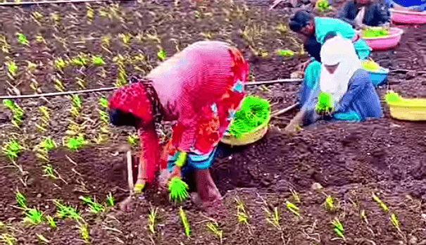 शेतमजुरांची कमतरता आणि त्यावर प्रभावी ठरू शकणारे उपाय