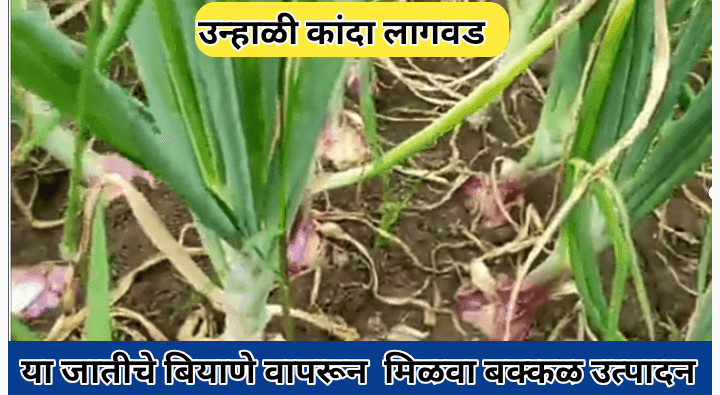 उन्हाळी कांदा लागवड अशी करा अन् मिळवा प्रचंड उत्पन्न